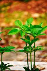Trees sprouting new shoots after rain on a blurred background.