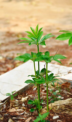 Trees sprouting new shoots after rain on a blurred background.