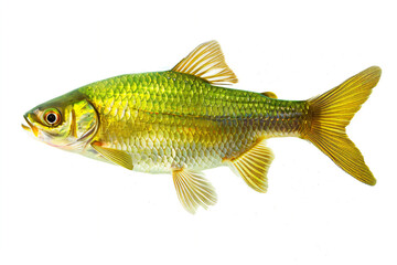 a fish with a yellow tail and a black nose