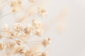 Delve into the world of romance with stunning Gypsophila flowers showcased in macro detail against...