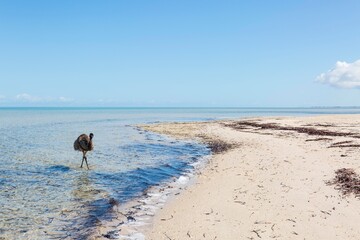 ostrich on the beach Australia