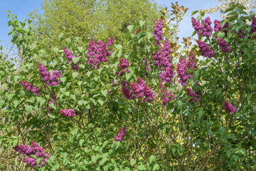 Branches of lilac flowers with green leaves. Close-up