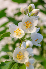 Jasmine flowers blossoming in a garden in sunny day.