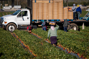 Farm field workers dressed warm while harvesting