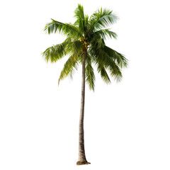  Looking for a tropical oasis? 

Look no further than this beautiful palm tree! This majestic tree is perfect for adding a touch of paradise to your home or office.