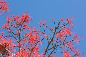 red leaves against a vibrant blue sky
