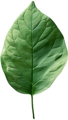 Obraz premium Green leaf on a transparent background.