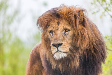 Portrait of a male African Lion