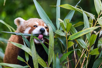 Red Panda feeding on bamboo