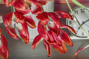 Alarm clock and wilted red tulips close-up in a white vase