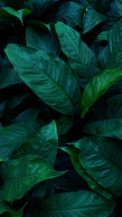 closeup nature view of green leaf and palms background. Flat lay, dark nature concept, Vertical image.