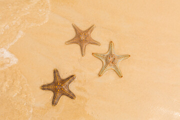 starfish
