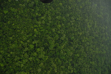 rough surfaced ariel view of the jungle rain forest canopy in Toledo District, Southern Belize, Central America with tree tops in lush green taken from a light aircraft