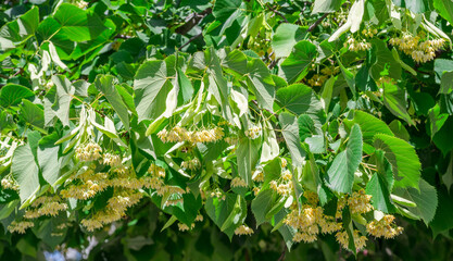 Linden flowers between abundant foliage leaves. Lime tree or tilia tree in blossom. Summer nature background.