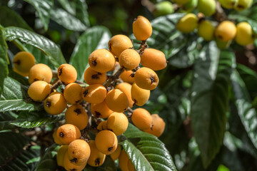 Obraz premium Loquats fruits growing and ripening between green foliage on tree closeup.