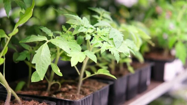 Potted seedlings on the shelf at the store. Time for planting in the vegetable garden.