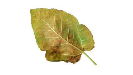 Fig leaves with Isolate Leaves on transparent background. Png file.