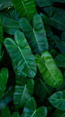 closeup nature view of green leaf and palms background. Flat lay, dark nature concept, Vertical image.