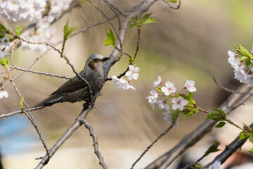 桜とヒヨドリ