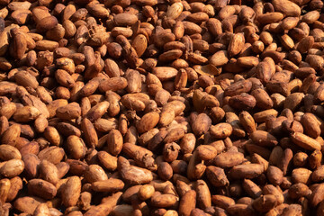 Cocoa beans, or cacao beans being dried on a drying platform after being fermented.