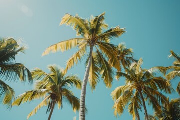 Fototapeta premium Tropical paradise captured in a stunning photo showcasing tall palm trees against a vivid blue sky, perfect for vacation and travel themes.