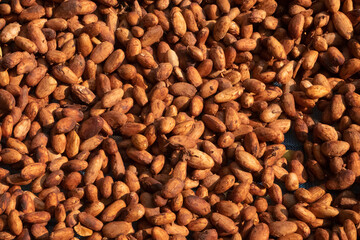 Cocoa beans, or cacao beans being dried on a drying platform after being fermented.