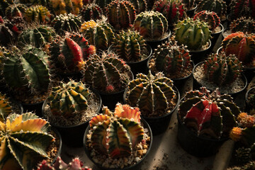 Garden cactus, potted cactus, desert cactus adorned garden