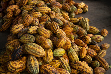 Cocoa pod on the cacao tree, Fresh yellow cocoa pod under the cacao tree on a farm