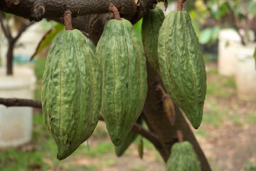 Cocoa pod on the cacao tree, Fresh yellow cocoa pod under the cacao tree on a farm