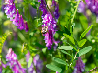 ナヨクサフジとミツバチ