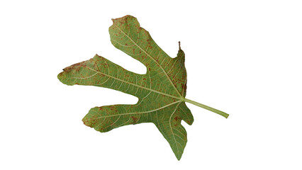 Naklejka premium Fig leaves with Isolate Leaves on transparent background. Png file.