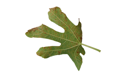 Fig leaves with Isolate Leaves on transparent background. Png file.