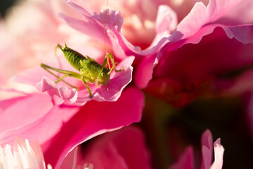 green grasshopper on pink peony flower close up
