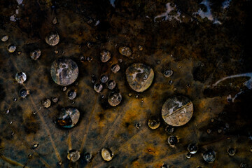 water drops on a leaf