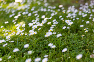 green meadow with daisy flowers