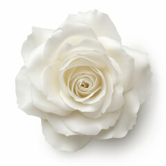there is a white rose that is on a white surface