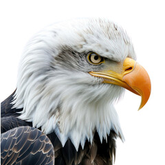 The photo shows a bald eagle's head