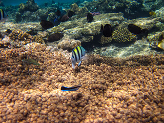 Many different beautiful fish in the coral reef of the Red Sea. Undersea world