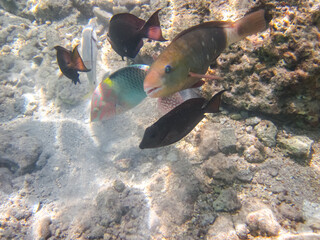 Many different beautiful fish in the coral reef of the Red Sea. Undersea world