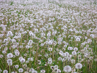 Meadow with thousands of dandelion seed heads, seed balls at Krautheim, Germany