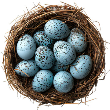 recommend clip art: Top view of Kingfisher eggs in a nest isolated on a white transparent background