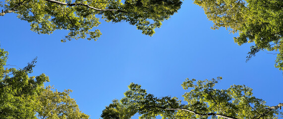 青空に新緑の木々のフレーム素材