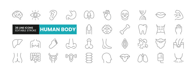 Set of 36 Human Body line icons set. Human Body outline icons with editable stroke collection. Includes Heart, Brain, Vagina, Penis, Spine, and More.
