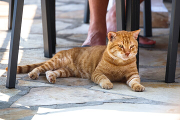 sleepy ginger cat under the table, Greece, Corfu / śpiący, rudy kot pod stołem, Grecja, Korfu  © Milena