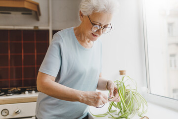 Female pensioner in glasses and home clothes taking care of her plants in flowerpot standing on window sill in kitchen, cutting sprouts and dry leaves with scissors. Household chores