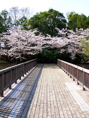 春の公園の木橋から見る満開の桜風景