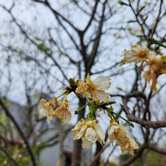  White petals of cherry blossom tree in Taipei Taiwan.