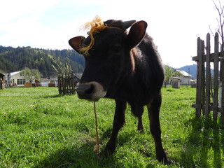 A brown Carpathian bull on grazing