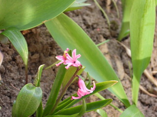 beautiful botanical photograph of Hyacinthus orientalis, natural wallpaper