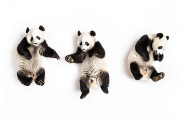 Three pandas, black and white charm